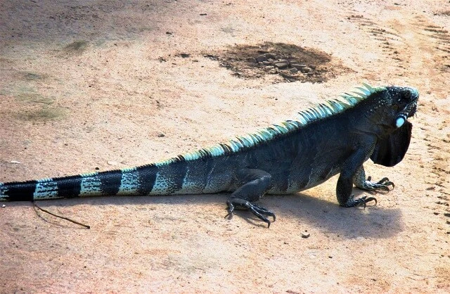 Cameleão